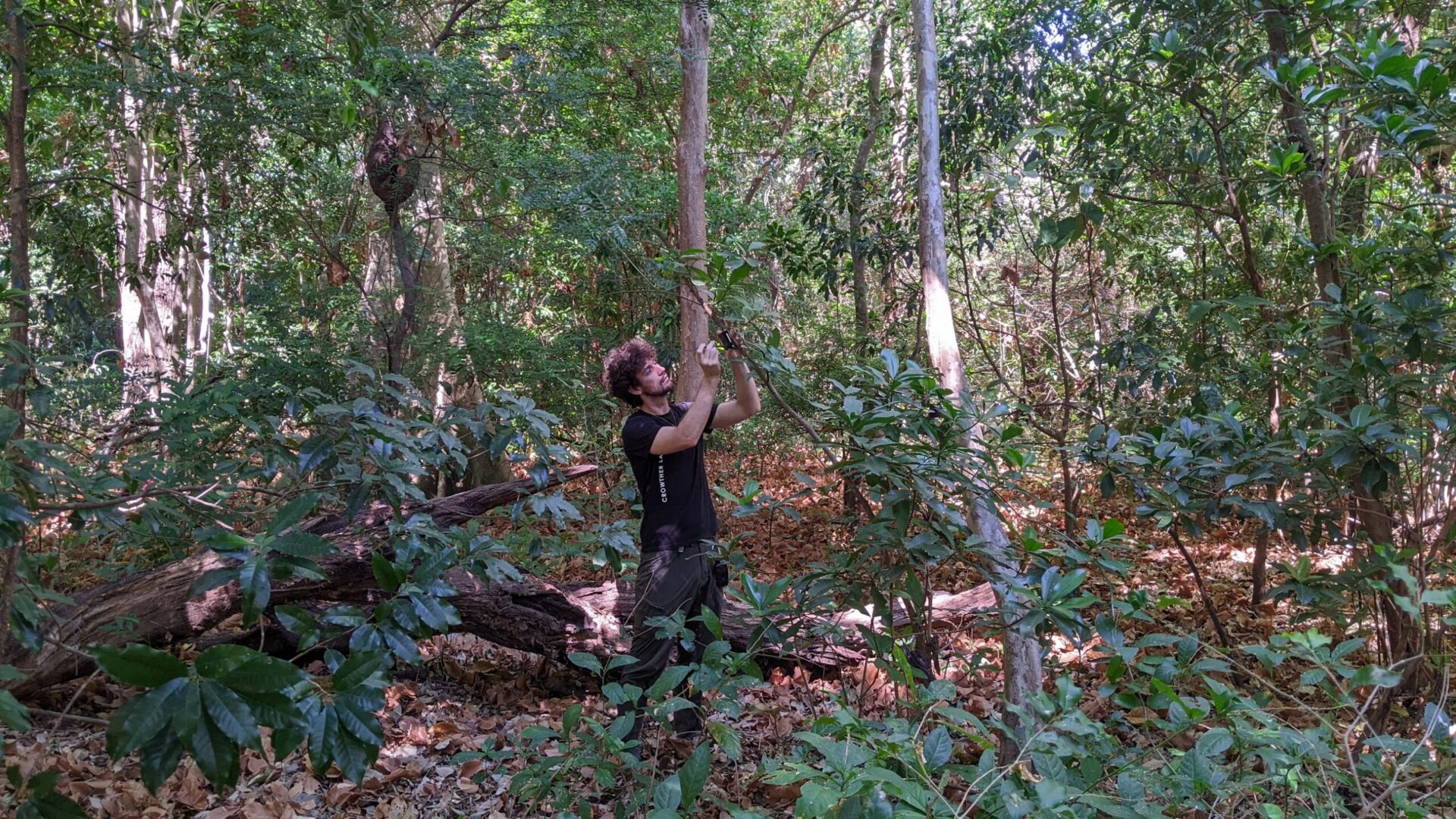 Bosques deforestados en Costa Rica vuelven a «cantar» tras décadas de regeneración