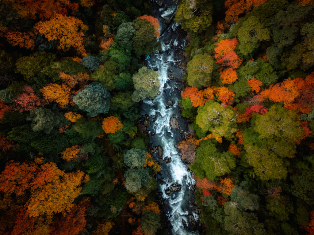 Un kayakista desciende por un tramo de río en la zona de Puesco, en las cercanías de Las Peinetas, en el sur de Chile. La imagen, capturada desde una perspectiva cenital, revela el curso del agua abriéndose paso entre rocas y rápidos, formando una línea continua que atraviesa el bosque. El entorno se encuentra en pleno cambio estacional: tonos verdes persistentes conviven con naranjos y rojos intensos, propios del otoño en la cordillera. Este contraste natural enmarca la escala del paisaje y enfatiza la presencia del kayakista, apenas visible, pero central en la escena. Más que dominar el entorno, la figura humana se integra a él. En medio del flujo constante del río, el descenso se convierte en un diálogo entre control y adaptación, donde la naturaleza impone el ritmo y el cuerpo responde. Entre bosque y corriente - Benjamín Villela. Segundo lugar Chile Natural.