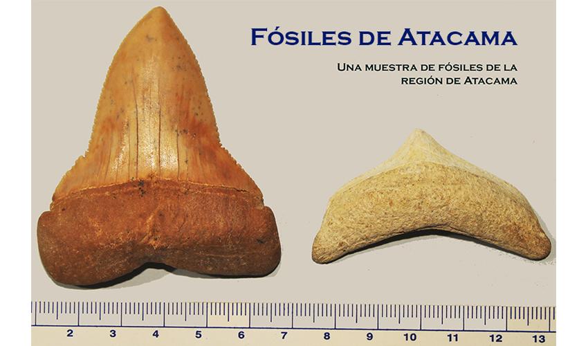 Fósiles de Atacama