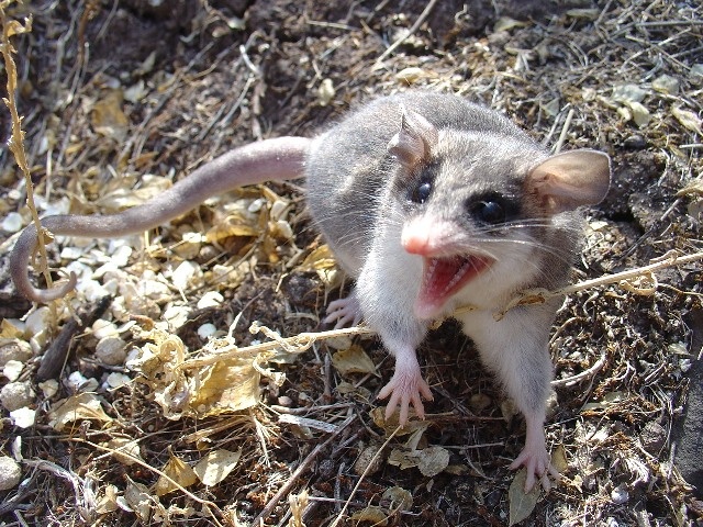Fotografía 12. Yaca Thylamys elegans un marsupial endémico del país. En invierno, la yaca hiberna, razón por la cual acumula suficiente grasa en su cola durante el verano. Propiedad: Centro de Gestión Ambiental y Biodiversidad. Facultad de Ciencias Veterinarias y Pecuarias. Universidad de Chile.