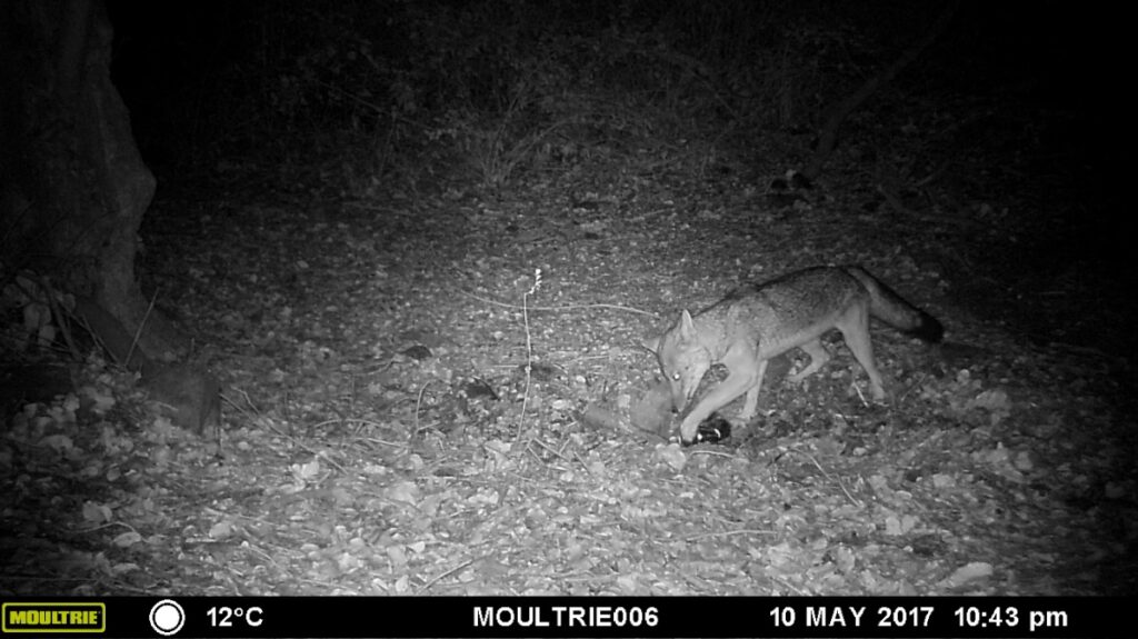 Fotografía 14. Zorro culpeo Lycalopex culpaeus captado por medio de trampa cámara. Propiedad: Centro de Gestión Ambiental y Biodiversidad. Facultad de Ciencias Veterinarias y Pecuarias. Universidad de Chile.