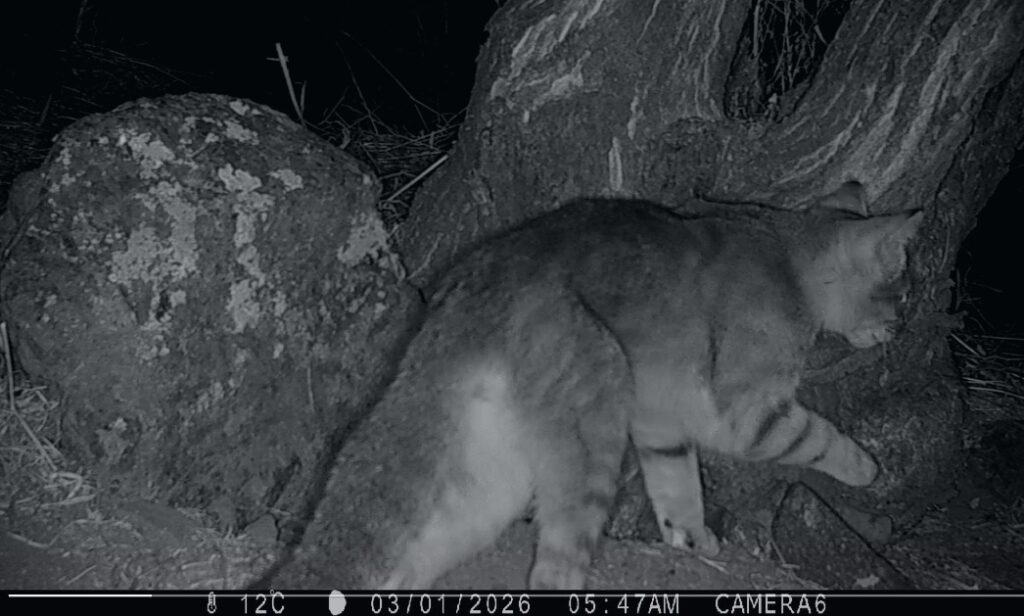 Fotografía 15. Registro 2026 de gato colocolo Leopardus colocola en el Monumento Natural Quebrada de La Plata. Actualmente, se reconoce a la especie de Chile central como endémica del país. Propiedad: Centro de Gestión Ambiental y Biodiversidad. Facultad de Ciencias Veterinarias y Pecuarias. Universidad de Chile.