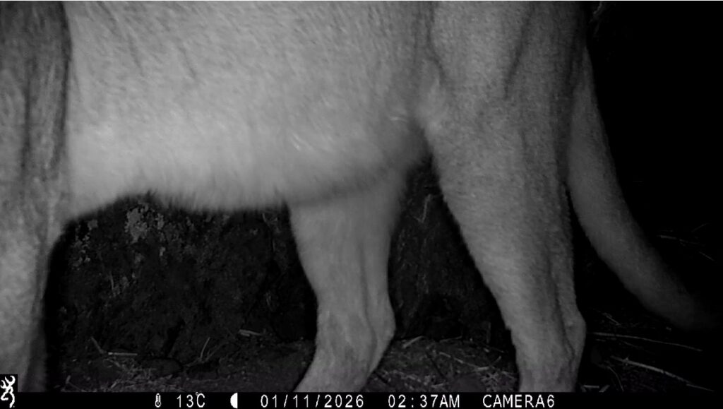 Figura 16. Primer registro de puma (Puma concolor) en el Monumento Natural Quebrada de La Plata. Propiedad: Centro de Gestión Ambiental y Biodiversidad. Facultad de Ciencias Veterinarias y Pecuarias. Universidad de Chile.
