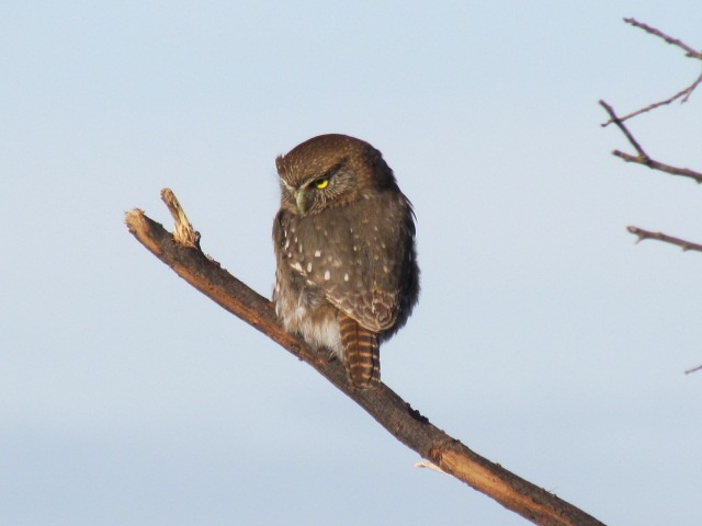 Fotografía 11. El chuncho Glaucidium nanum, parte importante del ensamble de aves nocturnas. Propiedad: Centro de Gestión Ambiental y Biodiversidad. Facultad de Ciencias Veterinarias y Pecuarias. Universidad de Chile.
