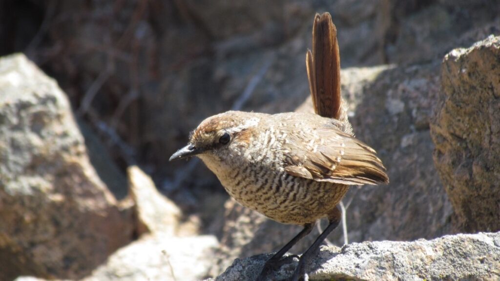 Fotografía 10. Tapaculo Scelorchilus albicollis, ave endémica que llena el paisaje del área con sus características voces. Propiedad: Centro de Gestión Ambiental y Biodiversidad. Facultad de Ciencias Veterinarias y Pecuarias. Universidad de Chile.