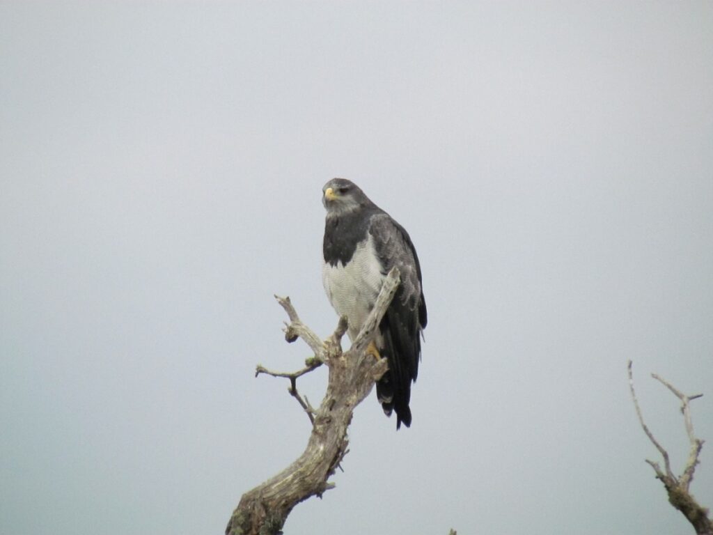 Fotografía 9. Águila Geranoaetus melanoleucus. Dada las condiciones del Monumento Natural Quebrada de La Plata es posible observar a varios individuos de este magnifica ave. Propiedad: Centro de Gestión Ambiental y Biodiversidad. Facultad de Ciencias Veterinarias y Pecuarias. Universidad de Chile.
