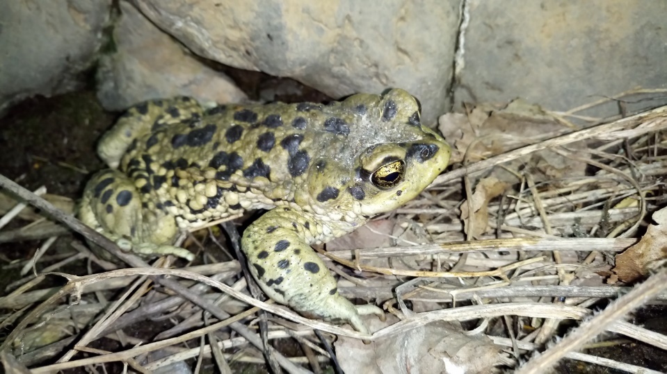 Fotografía 2. Rhinella arunco en el Monumento de la Naturaleza Quebrada de La Plata. Los individuos adultos bajan desde los cerros cercanos a reproducirse en una vertiente del Monumento Natural. Propiedad: Centro de Gestión Ambiental y Biodiversidad. Facultad de Ciencias Veterinarias y Pecuarias. Universidad de Chile.