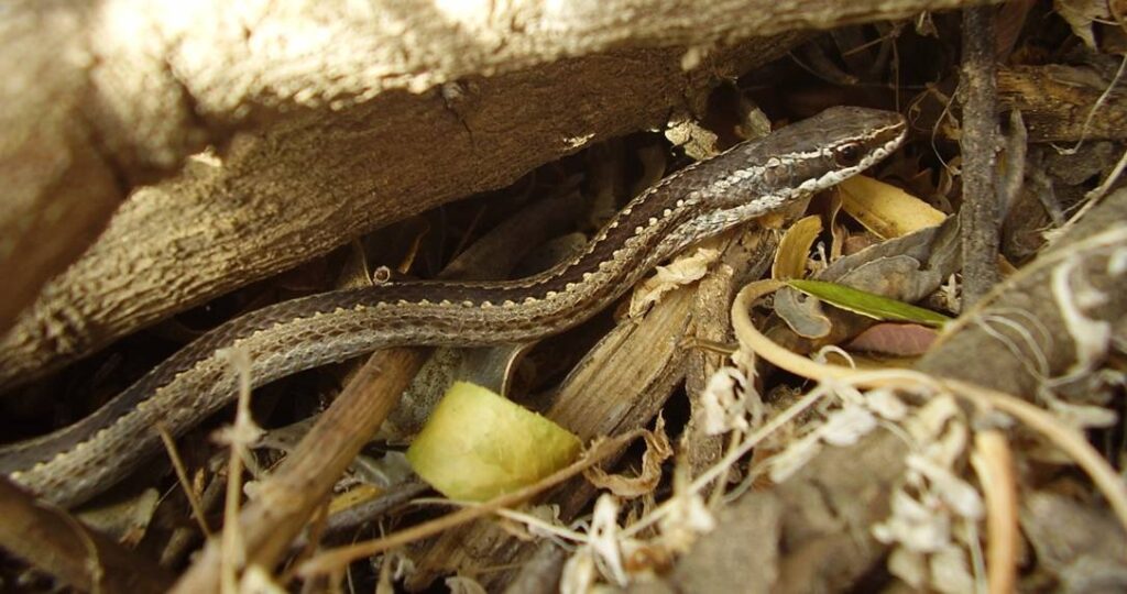 Fotografía 3. Culebra de cola larga Phylodryas chamissonis. Su presencia en el Monumento de la Naturaleza Quebrada de La Plata es un buen indicador del estado ecosistémico de esta área. Propiedad: Centro de Gestión Ambiental y Biodiversidad. Facultad de Ciencias Veterinarias y Pecuarias. Universidad de Chile.