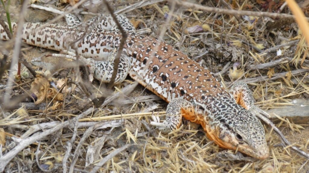 Fotografía 6. Iguana chilena Callopistes maculatus. Otro representante de la megafauna de reptiles del área. La fragmentación y perdida de hábitat, han disminuido la presencia de este reptil en gran parte de Chile mediterráneo, de donde es endémico. Propiedad: Centro de Gestión Ambiental y Biodiversidad. Facultad de Ciencias Veterinarias y Pecuarias. Universidad de Chile.