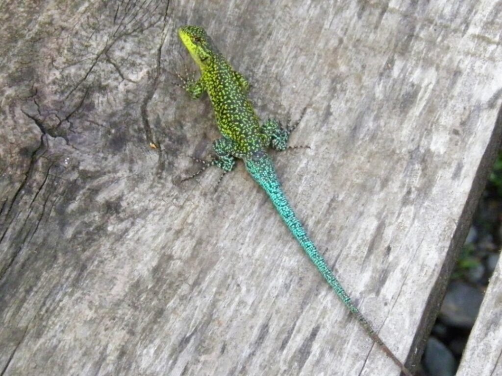 Fotografía 5. Lagartija esbelta Liolaemus tenuis habitante del bosque esclerófilo del Monumento Natural. Propiedad: Centro de Gestión Ambiental y Biodiversidad. Facultad de Ciencias Veterinarias y Pecuarias. Universidad de Chile.