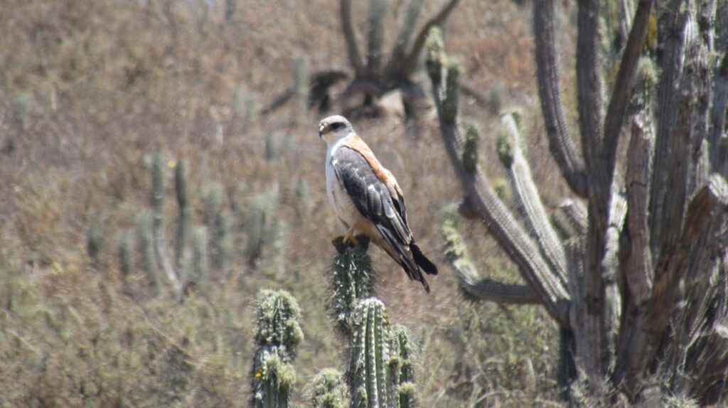 Fotografía 8. Aguilucho Geranoaetus polyosoma, depredador de roedores y aves en el área. Propiedad: Centro de Gestión Ambiental y Biodiversidad. Facultad de Ciencias Veterinarias y Pecuarias. Universidad de Chile.