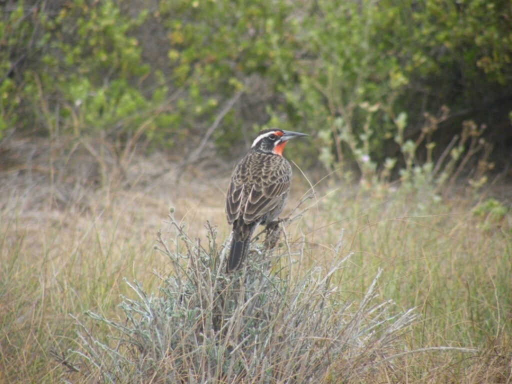 Fotografía 7. Loica Sturnella loyca especie representativa del matorral de Chile central. Propiedad: Centro de Gestión Ambiental y Biodiversidad. Facultad de Ciencias Veterinarias y Pecuarias. Universidad de Chile.
