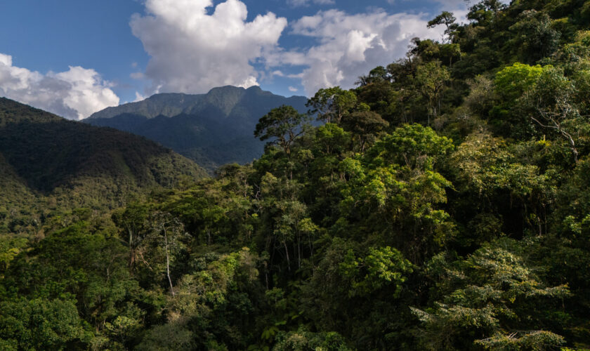 Bosques del Araza: 56 mil hectáreas de biodiversidad avanzan hacia su protección en Perú