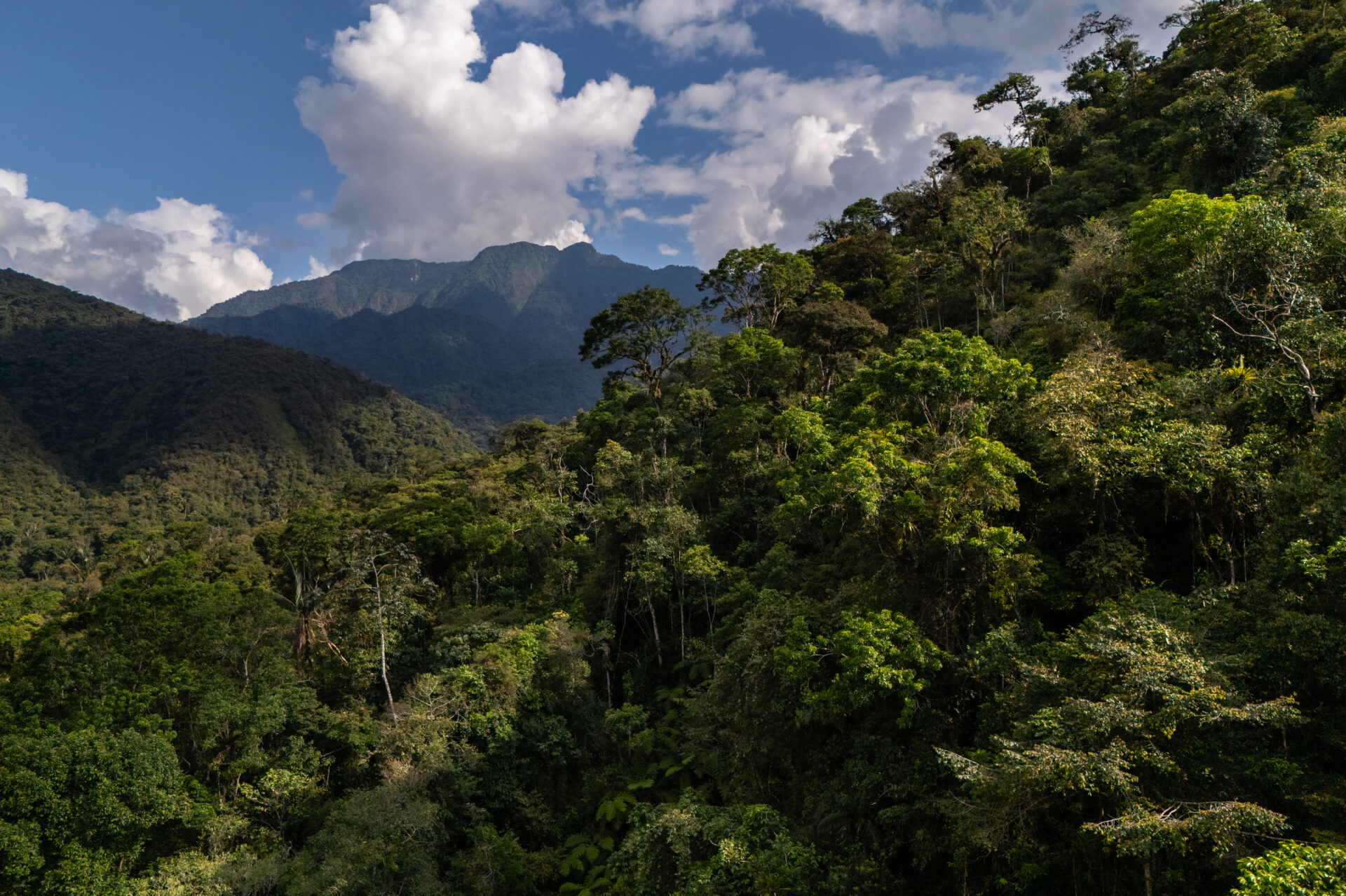 Bosques del Araza: 56 mil hectáreas de biodiversidad avanzan hacia su protección en Perú