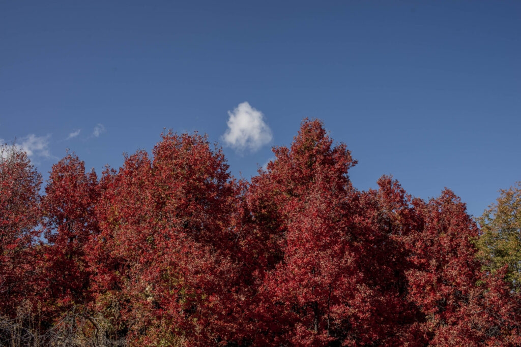 Fotos Otoño en Cuenca Andina Tomás Munita