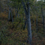 Fotos Otoño en Cuenca Andina Tomás Munita