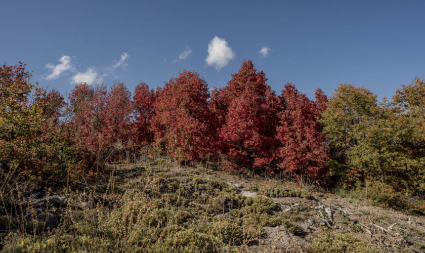 Espectáculo otoñal en el Maule: Las coloridas postales que ha dejado el Parque Cuenca Andina, el más grande de la región