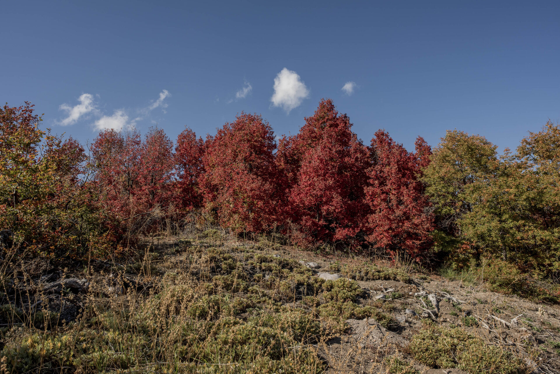Espectáculo otoñal en el Maule: Las coloridas postales que ha dejado el Parque Cuenca Andina, el más grande de la región