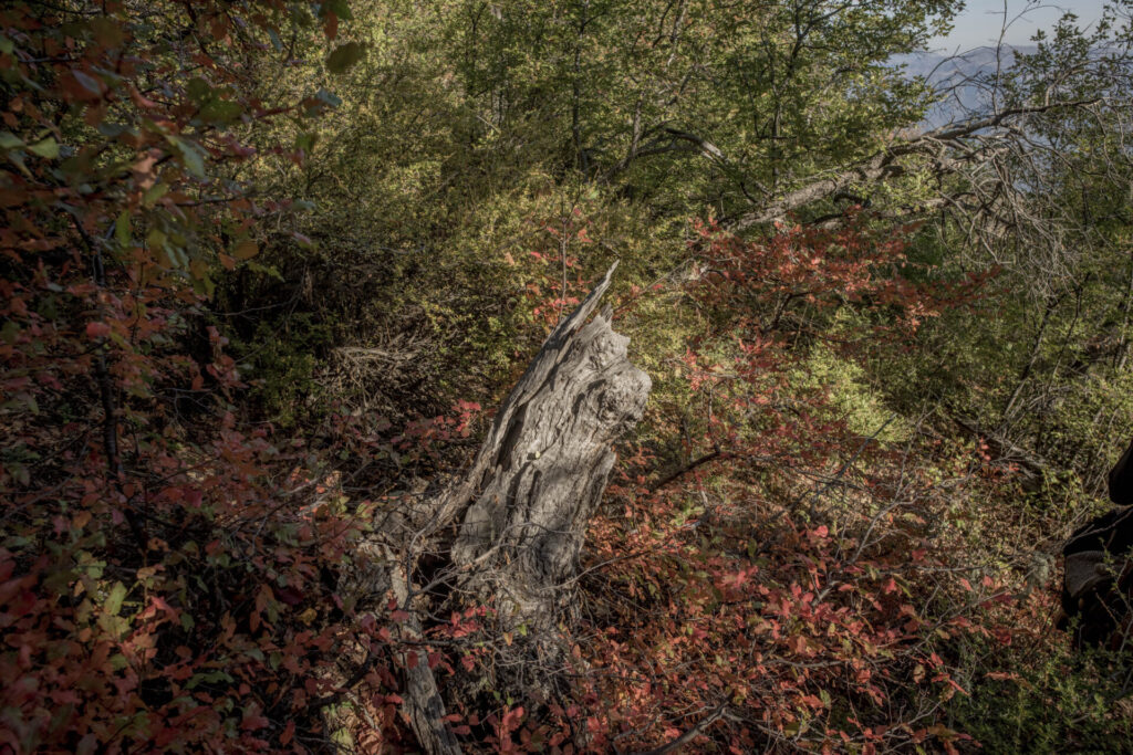 Fotos Otoño en Cuenca Andina Tomás Munita