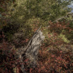 Fotos Otoño en Cuenca Andina Tomás Munita