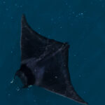 Raya de espina (Mobula mobular) en la costa de Antofagasta. Créditos: ©Yerko Yutronic