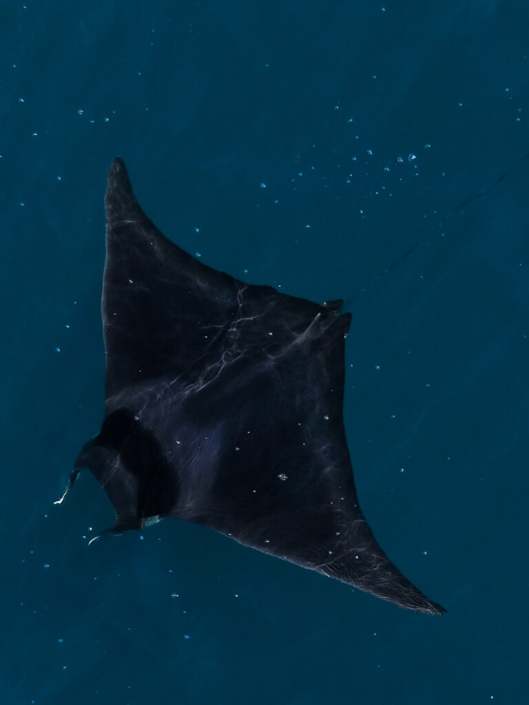 Raya de espina (Mobula mobular) en la costa de Antofagasta. Créditos: ©Yerko Yutronic