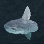 Pez luna (Mola mola) en la costa de Antofagasta. Créditos: ©Yerko Yutronic