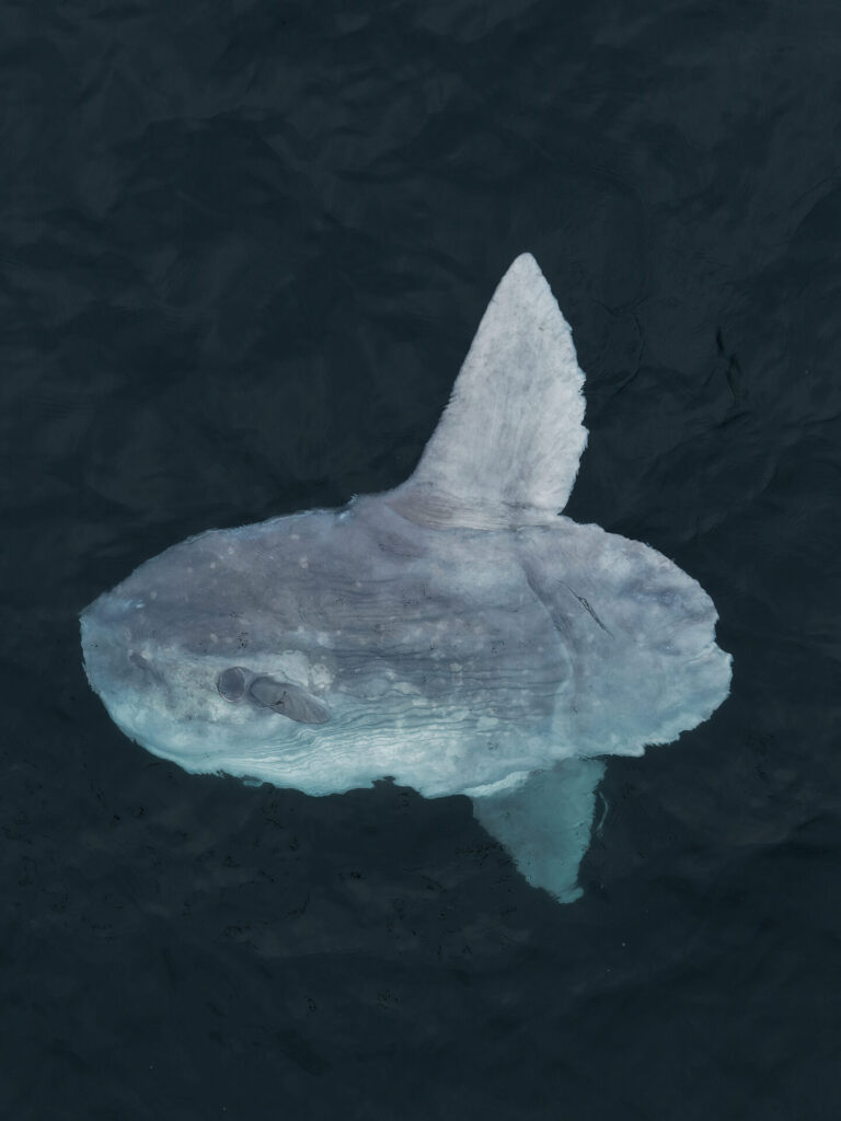 Pez luna (Mola mola) en la costa de Antofagasta. Créditos: ©Yerko Yutronic
