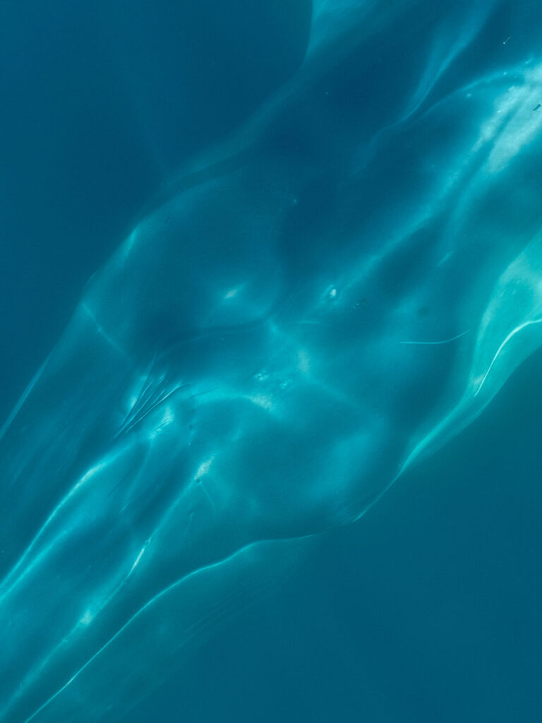 Ballena fin (Balaenoptera physalus) en la costa de Antofagasta. Créditos: ©Yerko Yutronic