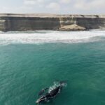 Ballena franca austral y su cría en península de Mejillones. Créditos: ©Yerko Yutronic