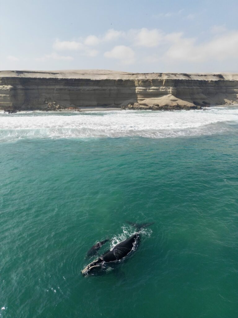 Ballena franca austral y su cría en península de Mejillones. Créditos: ©Yerko Yutronic