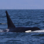 Orca en la costa de Antofagasta. Créditos: ©Yerko Yutronic
