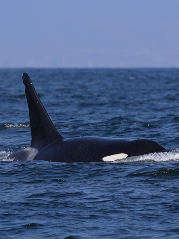 Orca en la costa de Antofagasta. Créditos: ©Yerko Yutronic