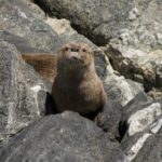 Chungungo (lontra felina) en las costas de Antofagasta. Créditos: ©Yerko Yutronic