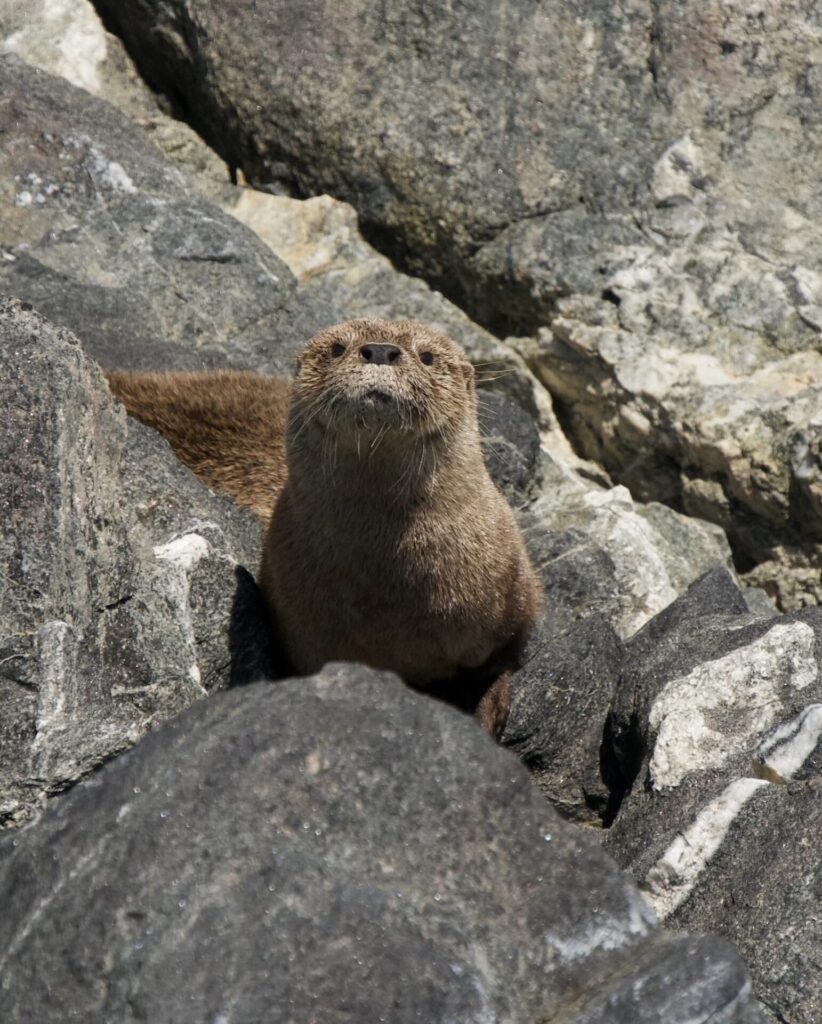 Chungungo (lontra felina) en las costas de Antofagasta. Créditos: ©Yerko Yutronic