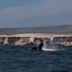 Ballena jorobada (Megaptera novaeangliae) en la costa de Antofagasta. Créditos: ©Yerko Yutronic