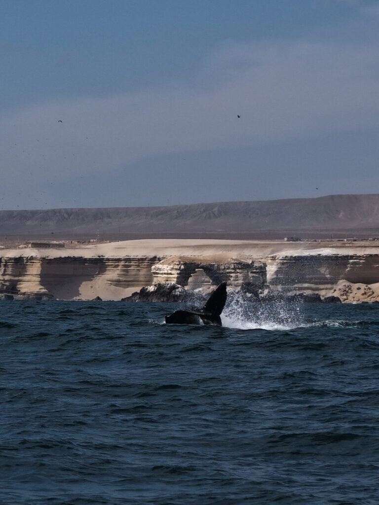 Ballena jorobada (Megaptera novaeangliae) en la costa de Antofagasta. Créditos: ©Yerko Yutronic