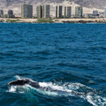 Ballena jorobada (Megaptera novaeangliae) en la costa de Antofagasta. Créditos: ©Yerko Yutronic