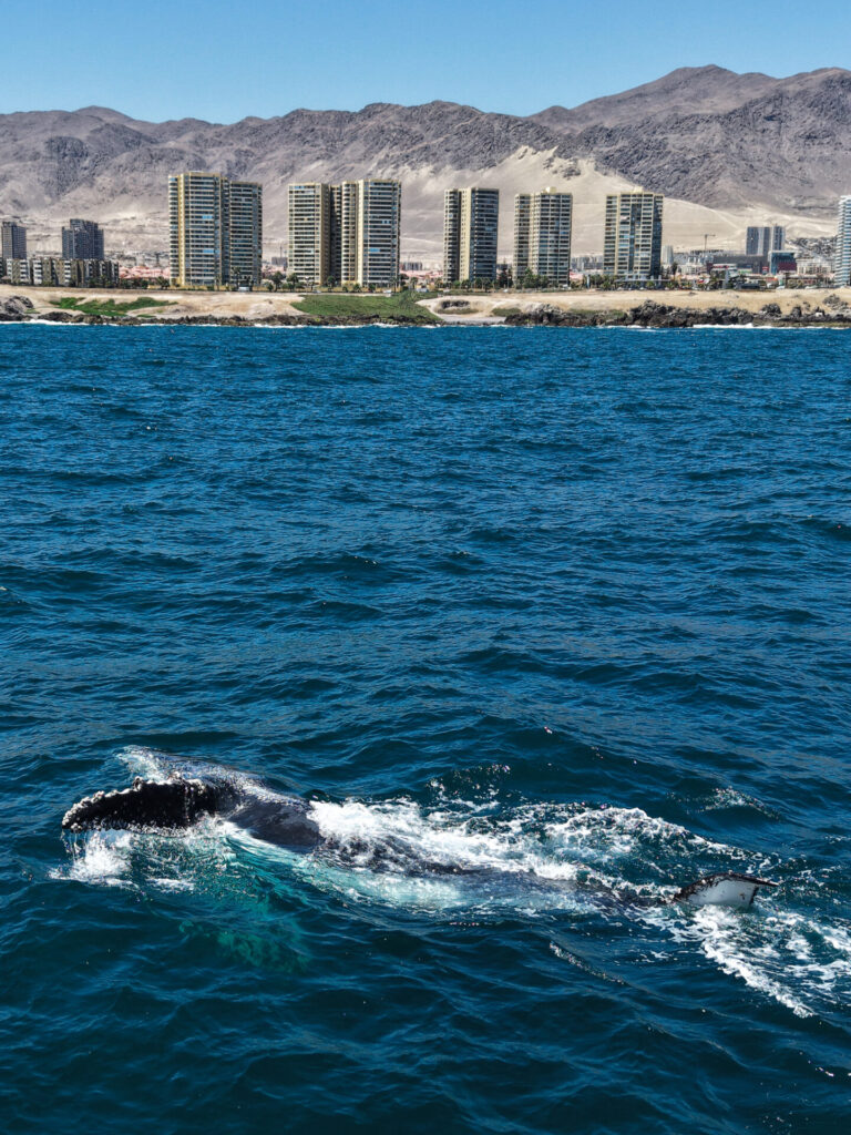 Ballena jorobada (Megaptera novaeangliae) en la costa de Antofagasta. Créditos: ©Yerko Yutronic