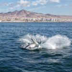 Ballena jorobada (Megaptera novaeangliae) saltando frente a la costa de Antofagasta. Créditos: ©Yerko Yutronic
