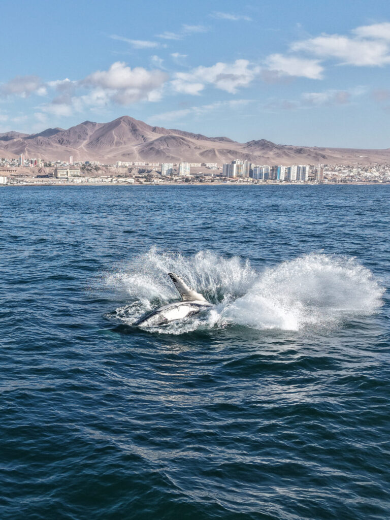 Ballena jorobada (Megaptera novaeangliae) saltando frente a la costa de Antofagasta. Créditos: ©Yerko Yutronic
