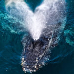 Ballena jorobada (Megaptera novaeangliae) en la costa de Antofagasta. Créditos: ©Yerko Yutronic