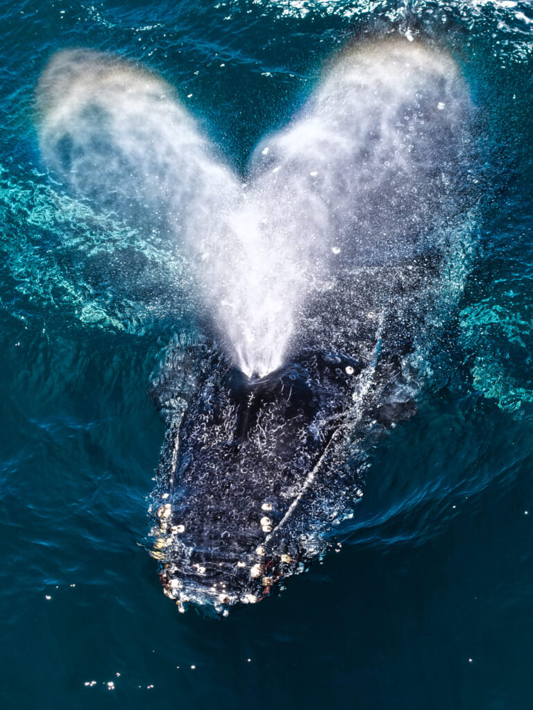 Ballena jorobada (Megaptera novaeangliae) en la costa de Antofagasta. Créditos: ©Yerko Yutronic