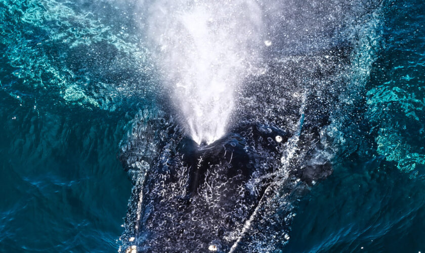 Mes del Mar: El océano oculto de Antofagasta, uno de los ecosistemas más ricos del Pacífico Sur