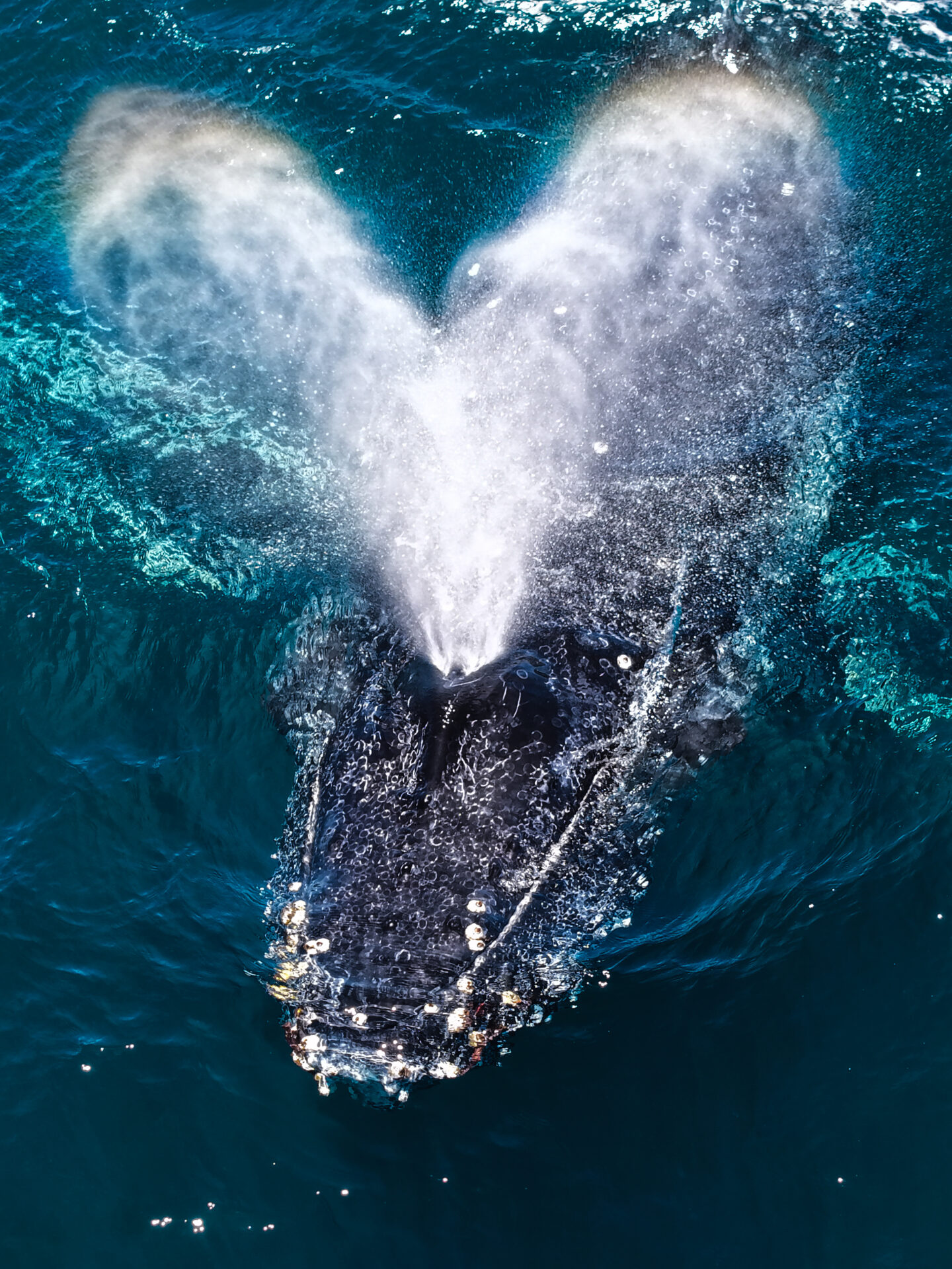 Este 21 de mayo, en el Mes del Mar: El océano oculto de Antofagasta, uno de los ecosistemas más ricos del Pacífico Sur
