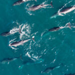 Delfines nariz de bitella (Tursiops truncatus) en la costa de Antofagasta. Créditos: ©Yerko Yutronic