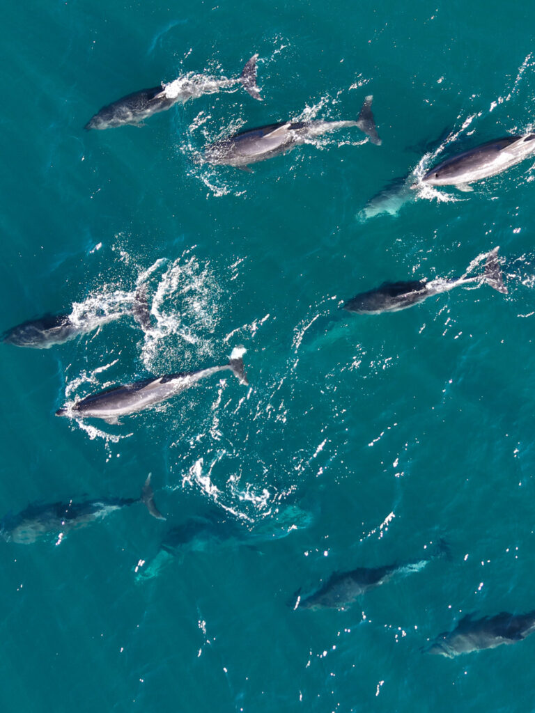 Delfines nariz de bitella (Tursiops truncatus) en la costa de Antofagasta. Créditos: ©Yerko Yutronic