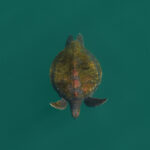 Tortuga verde (Chelonia mydas) en la costa de Antofagasta. Créditos: ©Yerko Yutronic