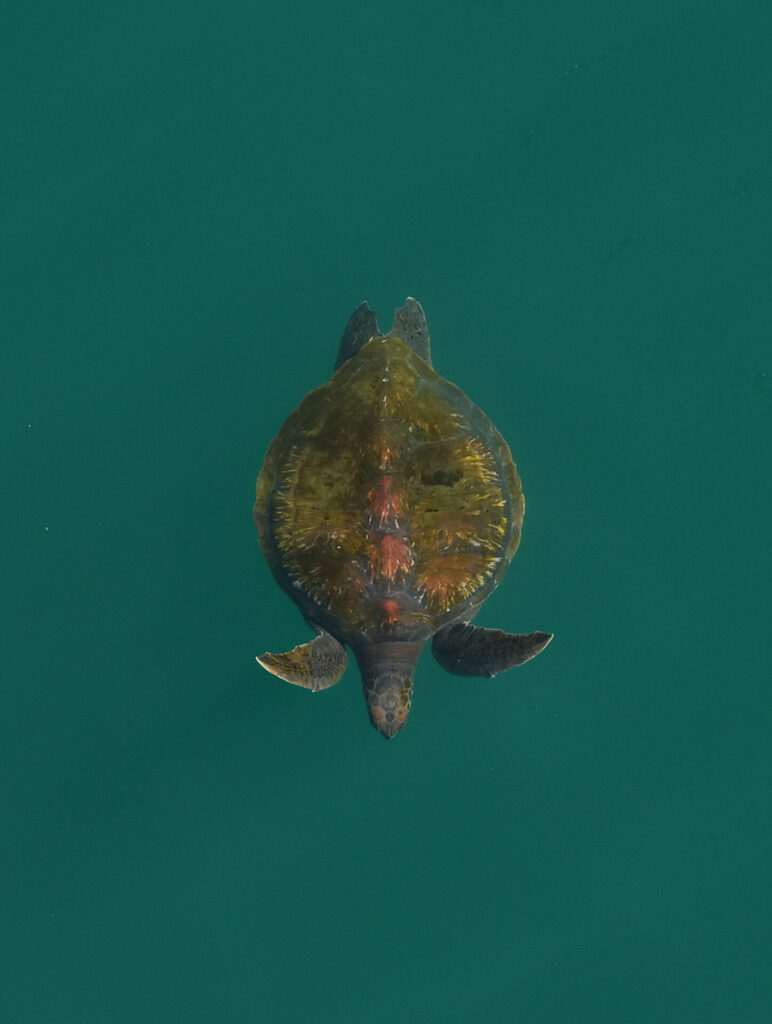 Tortuga verde (Chelonia mydas) en la costa de Antofagasta. Créditos: ©Yerko Yutronic