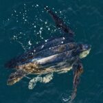 Tortuga laúd (Dermochelys coriacea) en la costa de Antofagasta. Créditos: ©Yerko Yutronic